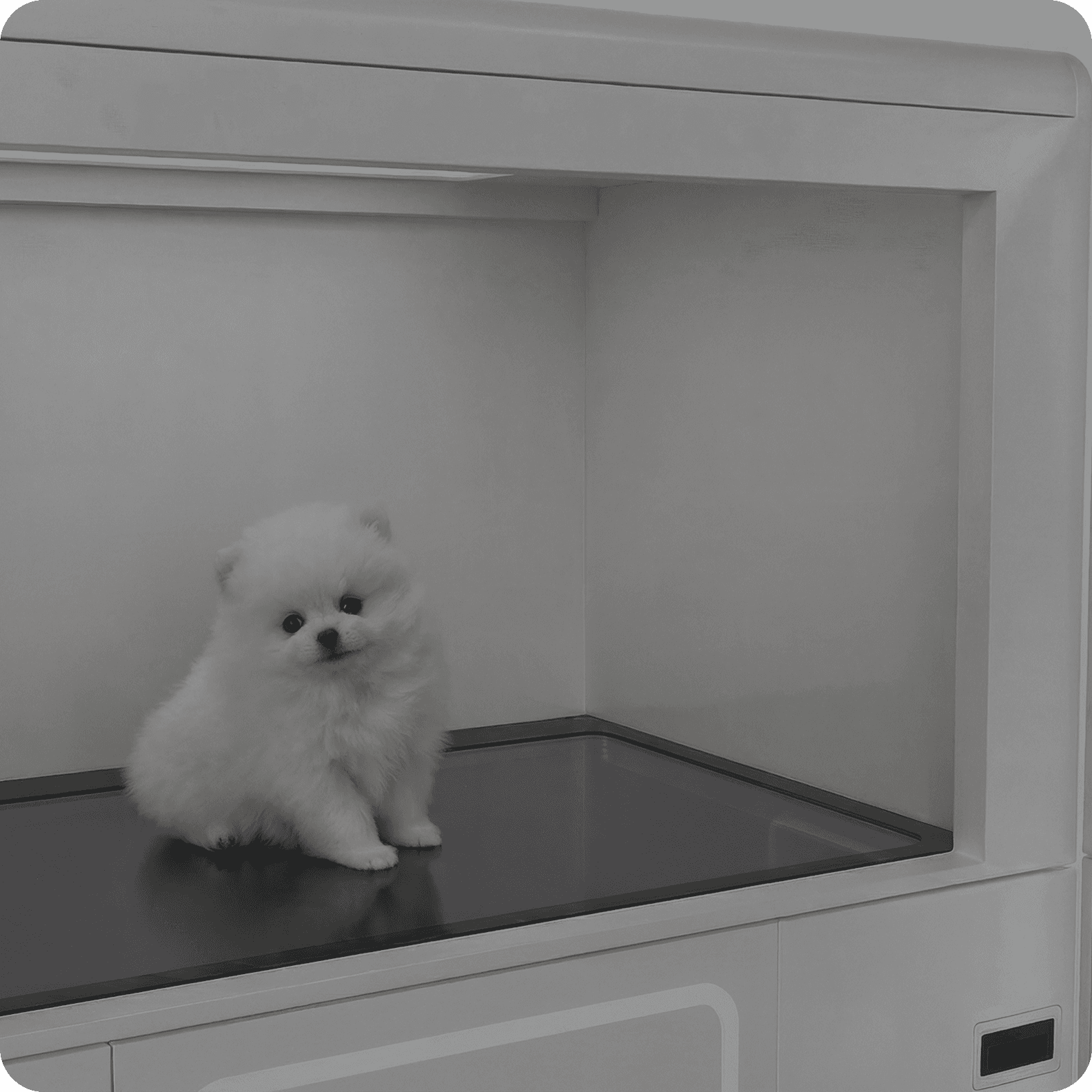 Pet First