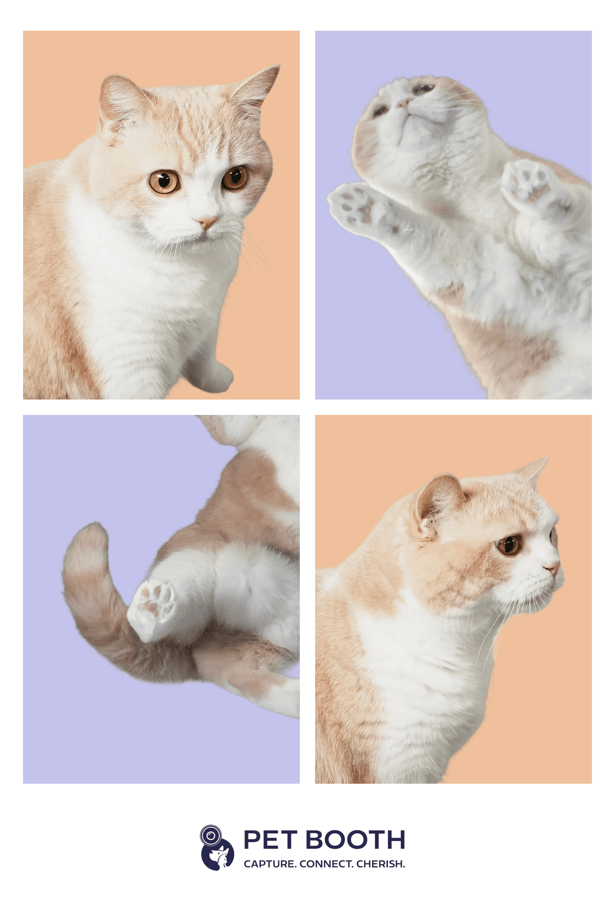 Hero Cat Grid 1