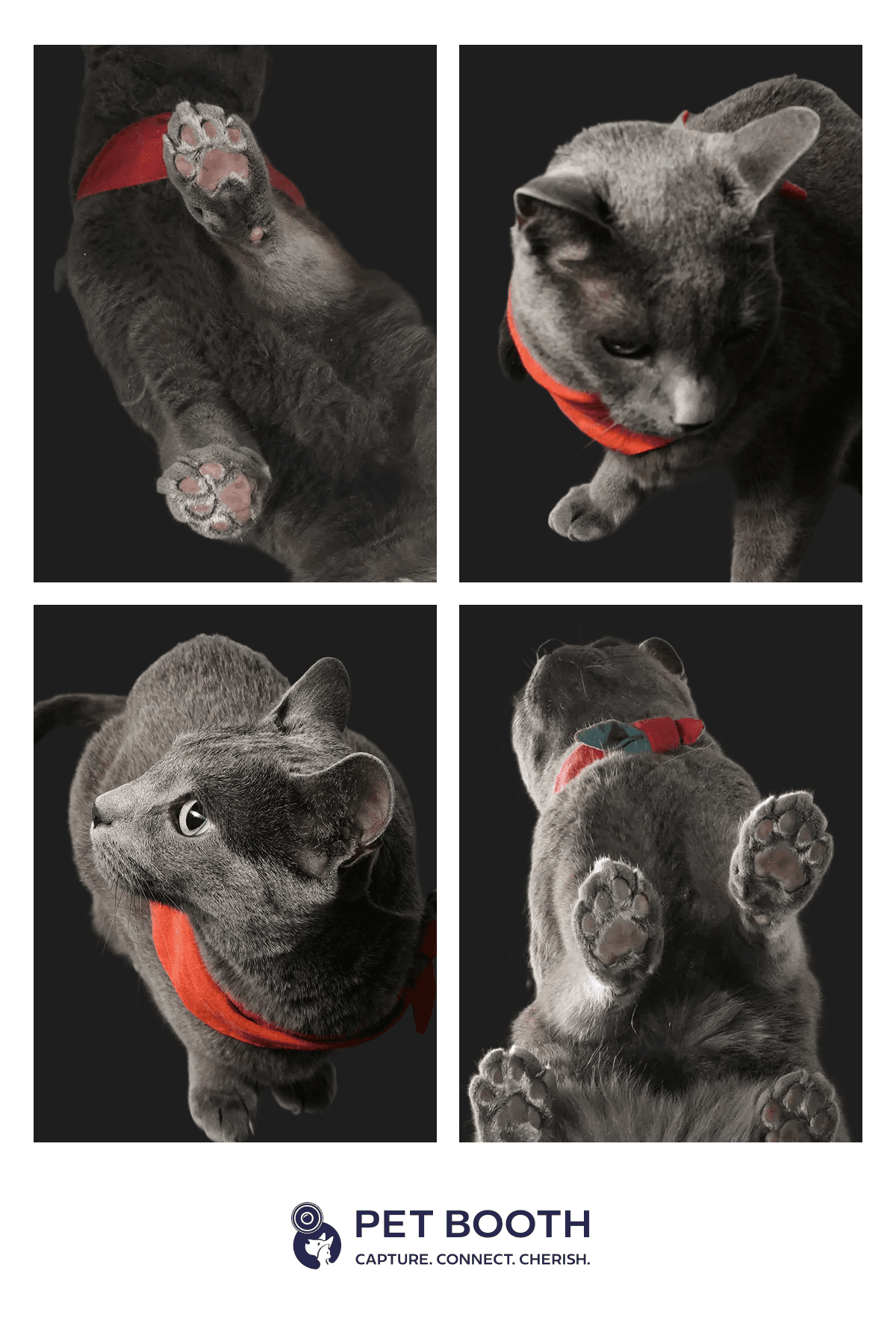 Hero Cat Grid 5